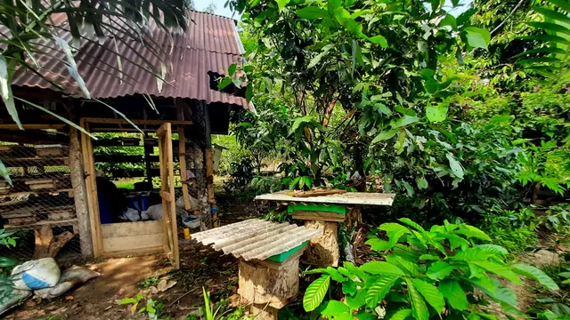 Trigona Area