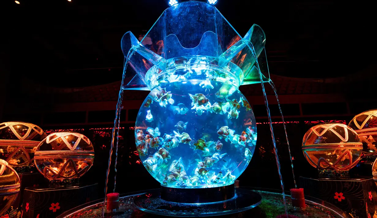Ikan mas koki dalam akuarium pajangan berjudul "Oiran" selama pratinjau pers pameran Art Aquarium 2020 di Tokyo, Jepang, Kamis (27/8/2020). Sebanyak 30 ribu ikan mas koki yang dipamerkan terdiri atas berbagai jenis, mulai dari yang mudah didapatkan di toko sampai yang langka. (Behrouz MEHRI / AFP)
