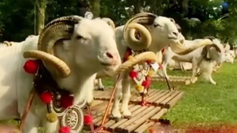 VIDEO: Puluhan Domba Garut Bersolek Perebutkan Piala Kemerdekaan