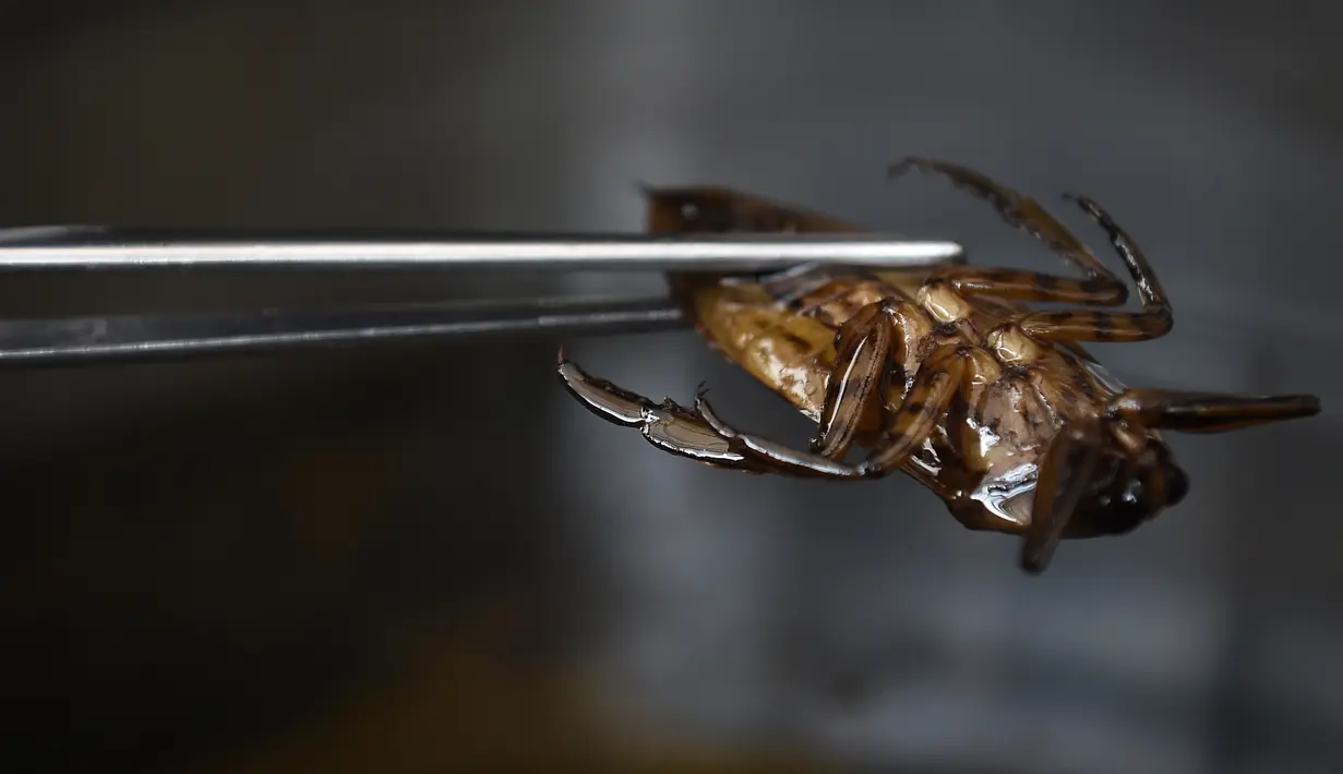 Kumbang air yang dapat dimakan ketika disiapkan untuk hidangan di dapur restoran Insects in the Backyard, Bangkok, 15 Agustus 2017. Restoran ini menjadi yang pertama membuka menu hidangan makanan dengan kombinasi serangga. (LILLIAN SUWANRUMPHA/AFP)
