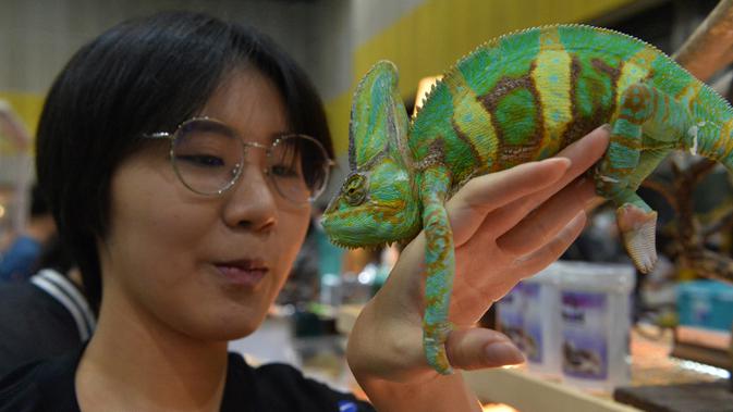 Seorang wanita memegang seekor chameleon dalam Pameran Hewan Peliharaan Thailand 2020 di Bangkok International Trade and Exhibition Center (BITEC), Bangkok, Thailand, 3 September 2020. Ajang yang digelar selama empat hari itu akan berlangsung hingga 6 September. (Xinhua/Rachen Sageamsak)