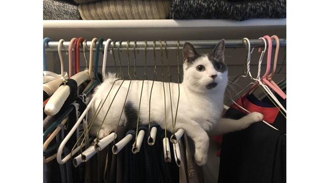 7 Potret Tingkah Laku Kucing Ini Bikin Geleng Kepala