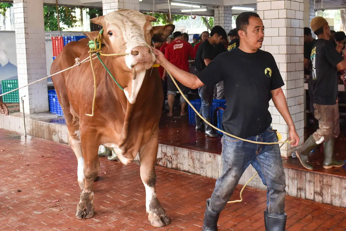 Tidak Bagikan Kupon, Masjid Istiqlal Antar Langsung Daging Hewan Kurban