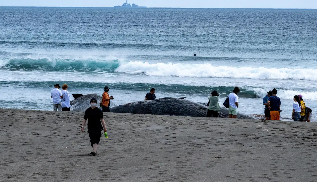 Paus-paus yang terdampar tersebut dilaporkan tidak dapat kembali meskipun terjadi pasang air laut. (Philip FONG/AFP)