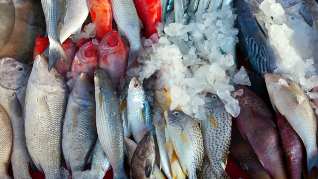 Ilustrasi ikan laut