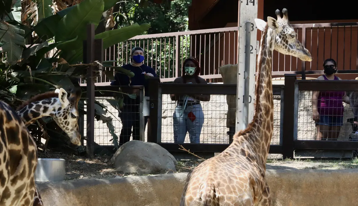 Para pengunjung mengenakan masker melihat jerapah di Kebun Binatang Los Angeles, Amerika Serikat (AS), pada 26 Agustus 2020. Kebun binatang tersebut dibuka kembali untuk umum dengan menerapkan langkah-langkah pencegahan kesehatan setelah ditutup selama 166 hari akibat pandemi COVID-19. (Xinhua)