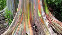 Pohon Eucalyptus dapat keluarkan warna pelangi yang berasal dari tetesan getah. (Foto: Amusing Planet)