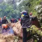 Evakuasi pohon tumbang di jalur penghubung Kabupaten Lumajang- Malang di Desa Ranupani, Lumajang (Istimewa)