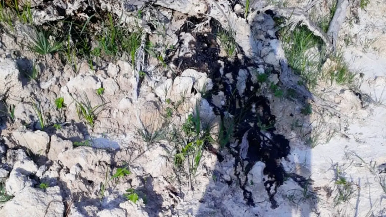 Tumpahan minyak limbah diduga dari PT Chevron Pasifik Indonesia yang mencemari kebun warga.