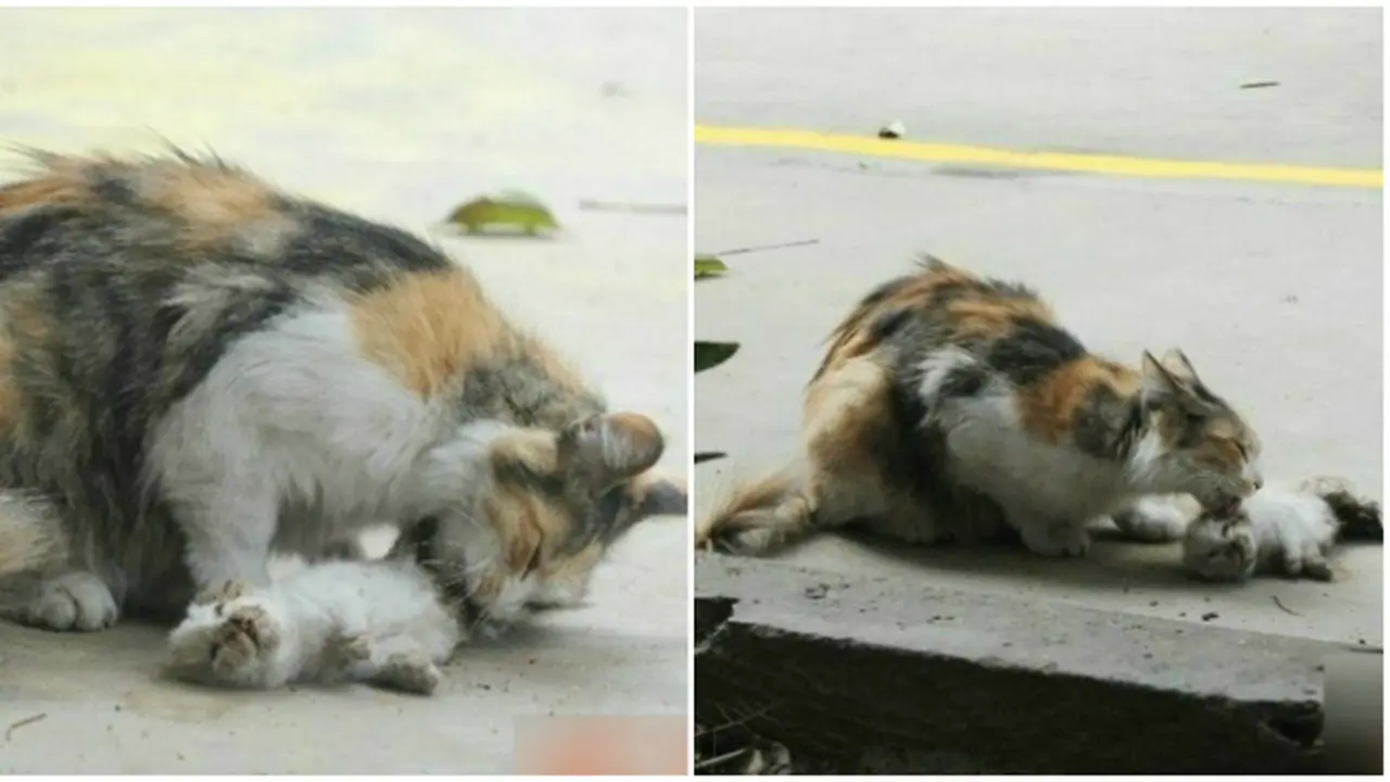 Induk kucing (0)