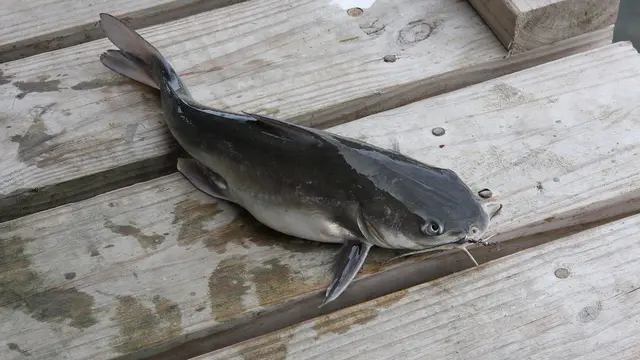 Ilustrasi ikan patin