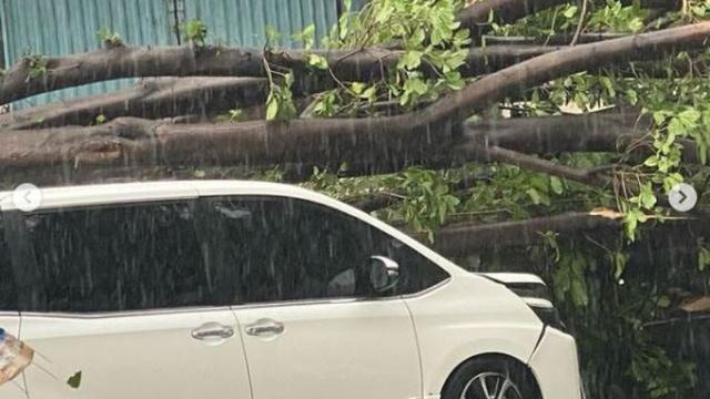 Mobil yang ditumpamgi Erros Djarot dan Slamet Rahardjo tertimpa pohon besar