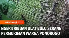 Ribuan ulat bulu menyerang permukiman warga di Ponorogo, Jawa Timur. Pemadam Kebakaran pun dihubungi untuk turun tangan menyemprot ulat bulu yang menyebabkan sejumlah warga gatal-gatal karena terkena bulu ulat.