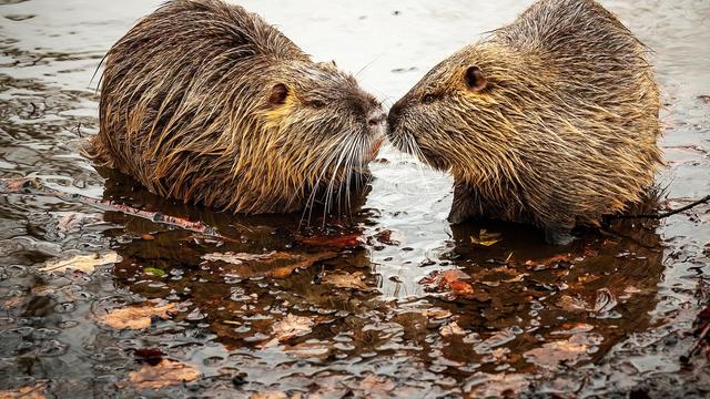 Beavers