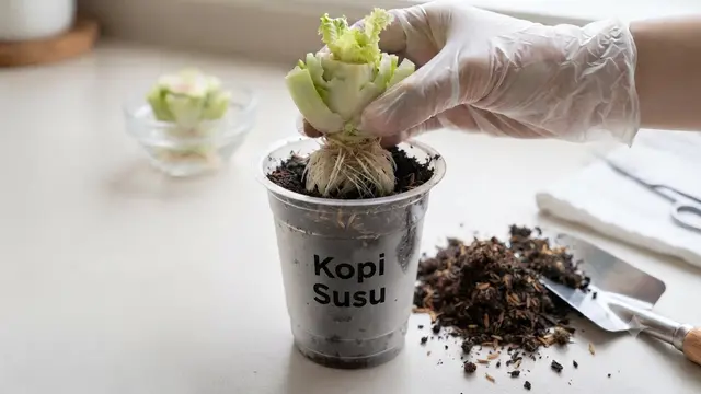 Cara Menanam Selada dari Bonggol Bekas