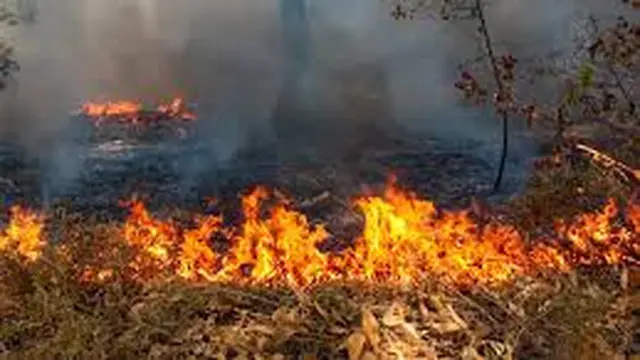 Ilustrasi kebakaran lahan dan hutan di Banyuwangi (Istimewa)