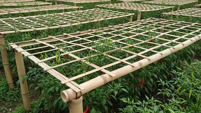 Ide Kebun Cabai Pakai Bambu Belah Gaya Kebun Tradisional