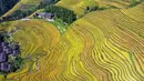 Foto dari udara yang diabadikan pada 12 Oktober 2020 ini menunjukkan pemandangan sawah terasering Longji di Wilayah Longsheng, Daerah Otonom Etnis Zhuang Guangxi, China selatan. (Xinhua/Wu Shengbin)