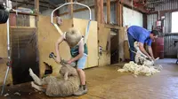 Charlie Dunn, pencukur bulu domba cilik yang usianya baru 5 tahun. (ABC Rural: Cara Jeffery)