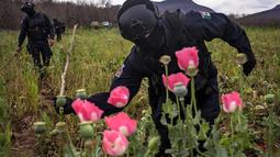 Seorang polisi memukul bunga poppy ilegal dengan batang pohon di sebuah perkebunan di desa Los Pericos, kota Mocorito, Meksiko (15/3). (AFP/Rashide Frias)