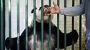 Dokter hewan Rafael Tinajero memeriksa gigi Xin Xin, panda raksasa wanita (Ailuropoda melanoleuca) selama pemeriksaan fisik di kebun binatang Chapultepec, Mexico City (12/2/2020). (AFP/Alfredo Estrella)