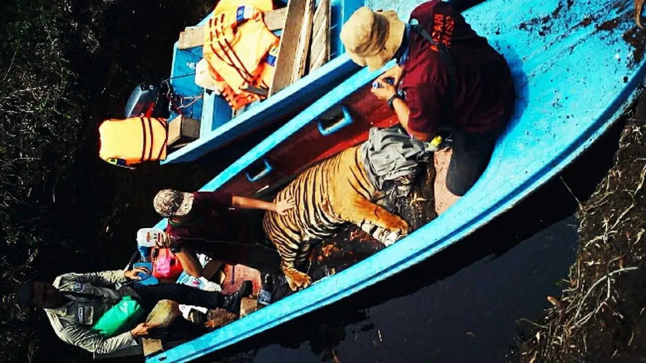 Inung Rio ketika dievakuasi dari kawasan restorari ekosistem karena kakinya terjerat kawat baja.