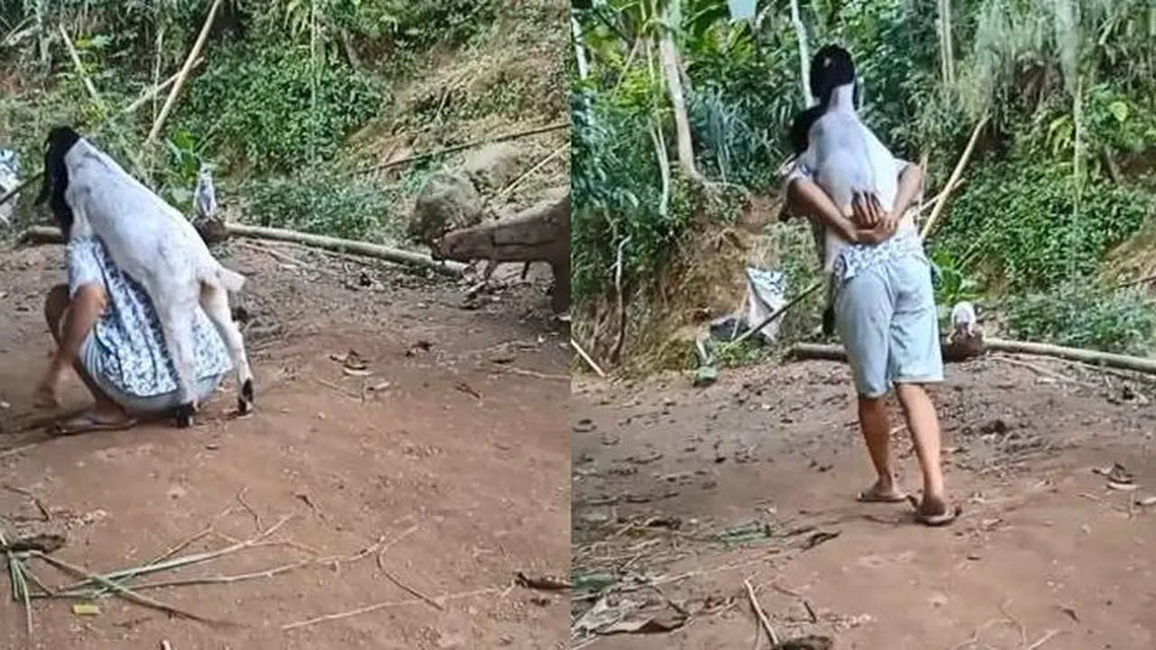 Seperti Anak Kecil, Momen Nyeleneh Kambing Minta Gendong Ini Viral