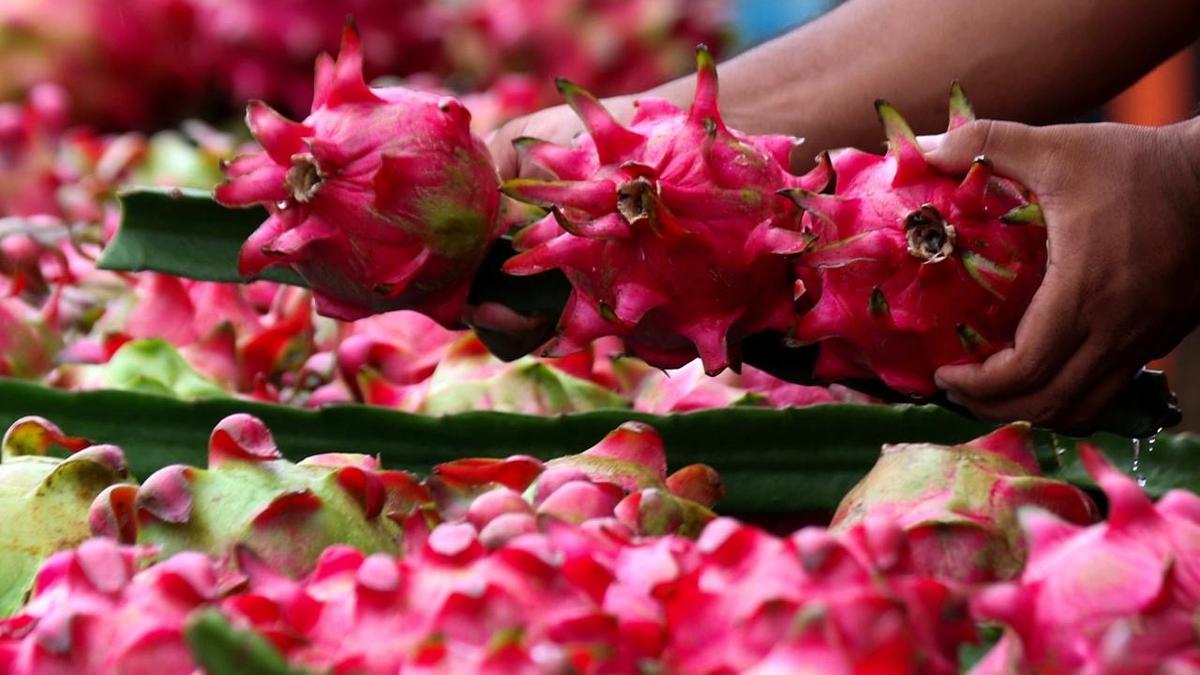 Didukung Klasterku Hidupku BRI, Petani Buah Naga Banyuwangi Naik Kelas Tembus Pasar Lebih Luas