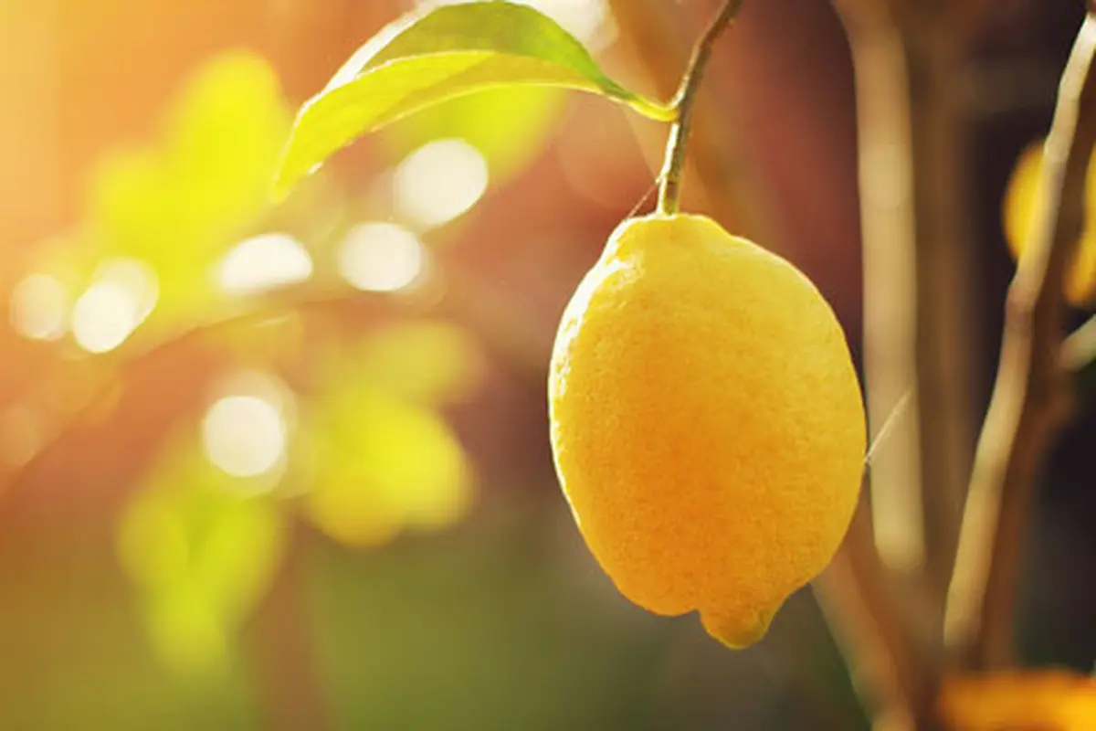 Foto: copyright shutterstock.com