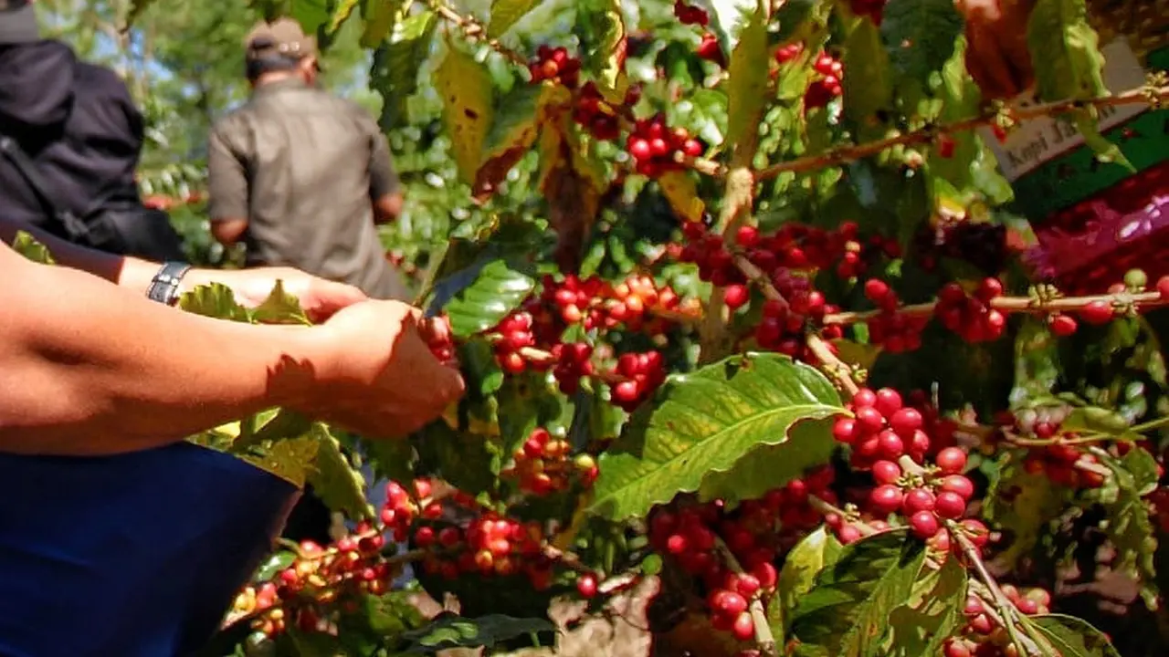 Biji kopi