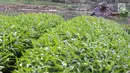 Warga memanen sayur mayur yang ditanam di bantaran Kanal Banjir Barat, Jakarta, Jumat (5/10). Sayur mayur tersebut berupa kangkung, sawi, dan cabai. (Liputan6.com/Immanuel Antonius)