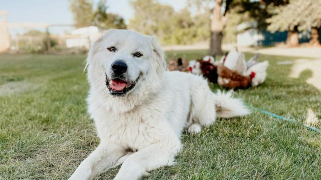 Great Pyrenees