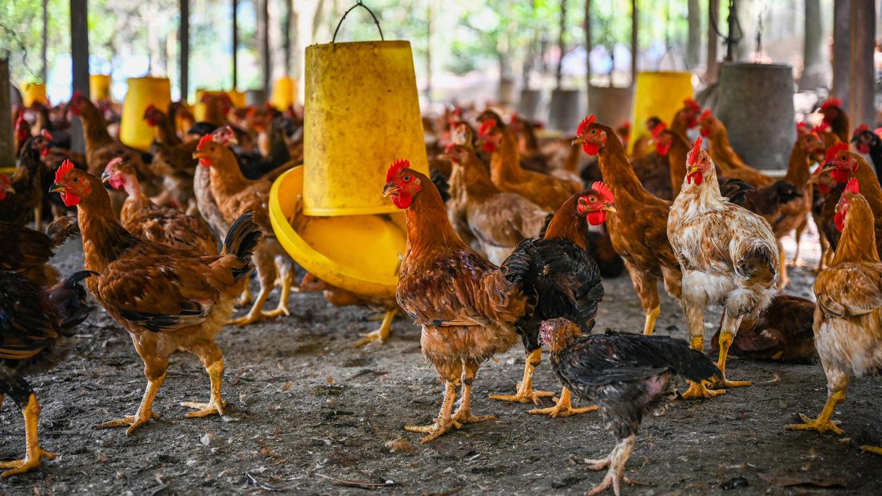 Arab Saudi Setop Impor Unggas Indonesia, Pengusaha Putar Otak Bikin Produk Alternatif