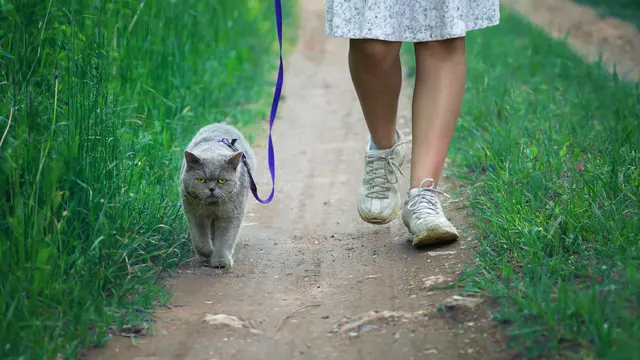 Langkah Mudah Bantu Kucingmu Out of The Box dan Berpetualang di Alam Terbuka