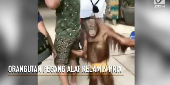 VIDEO: Orangutan Pegang Alat Kelamin Pengunjung Pria