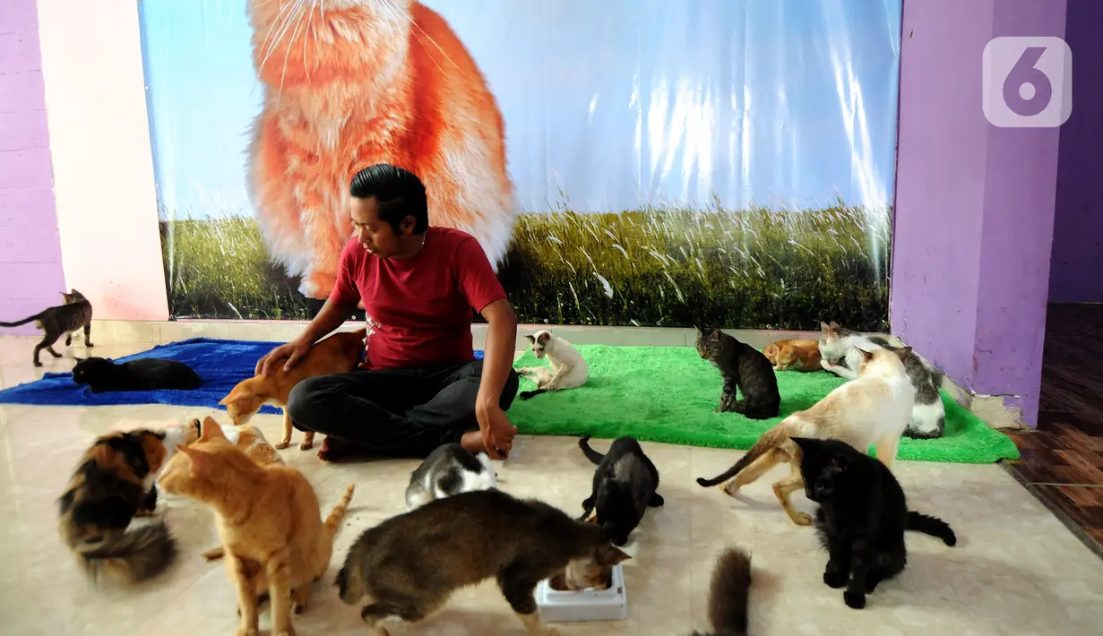 Bimbim memberi makan kucing-kucing disabilitas di Rumah Blendy untuk Kucing Disabilitas di kawasan Sawangan, Depok, Jawa Barat, Kamis (15/12/2021). Rumah Blendy untuk Kucing Disabilitas menampung sekitar 70 kucing yang cacat dan terlantar. (merdeka.com/Arie Basuki)