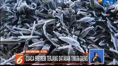 Tak sekedar mengunjungi candi dan panorama alam, mereka juga berniat berburu salju atau embun es yang muncul di kawasan dataran tinggi Dieng.