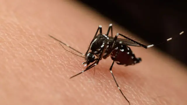 Chikungunya