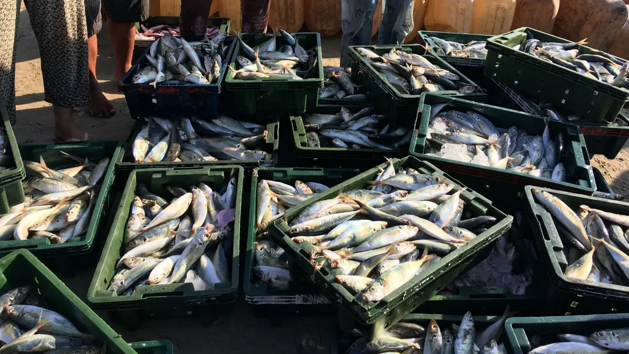 Ilustrasi ikan laut, pasar ikan