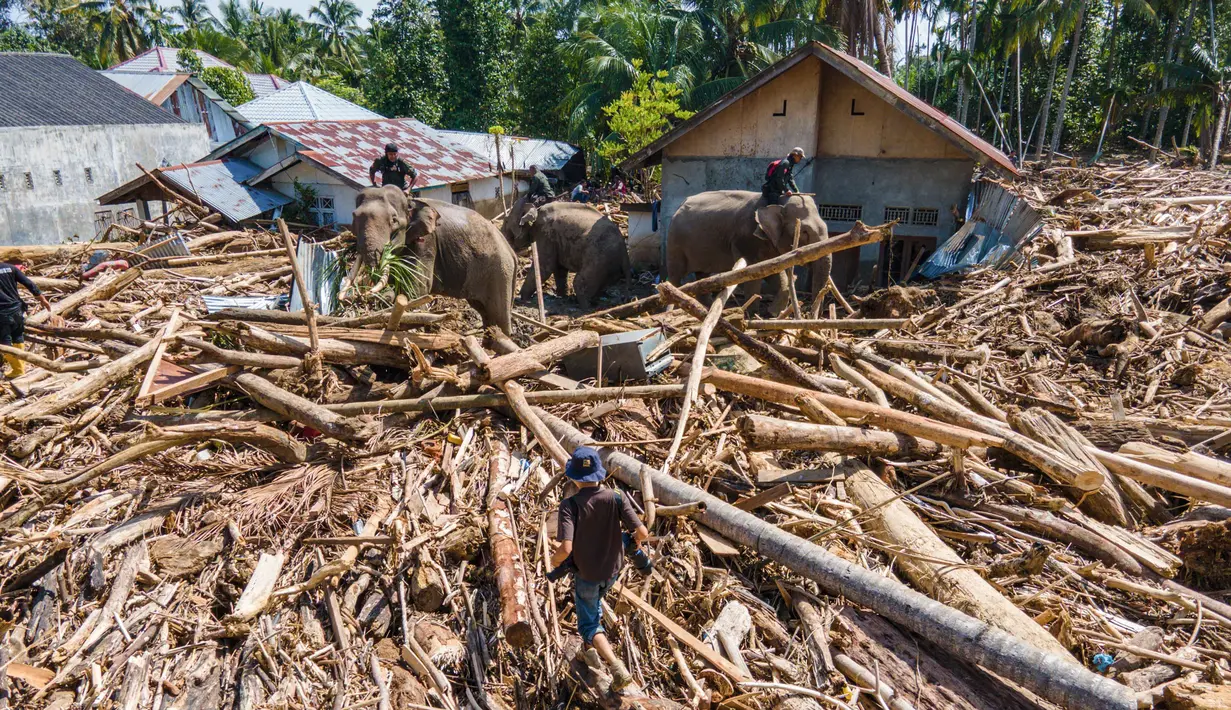 Foto ini menunjukkan tim pencari dan penyelamat gabungan mengerahkan gajah Sumatra untuk membantu membersihkan puing-puing pohon pasca banjir bandang di Meureudu, Kabupaten Pidie Jaya, Provinsi Aceh, pada Senin 8 Desember 2025. Tim gabungan mengerahkan beberapa ekor gajah Sumatra untuk membantu membersihkan tumpukan kayu gelondongan di Meureudu, Kabupaten Pidie Jaya, Provinsi Aceh pada Senin 8 Desember 2025. (CHAIDEER MAHYUDDIN/AFP)