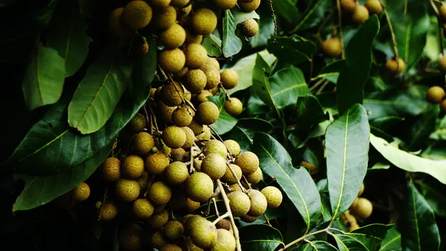Pohon Kelengkeng