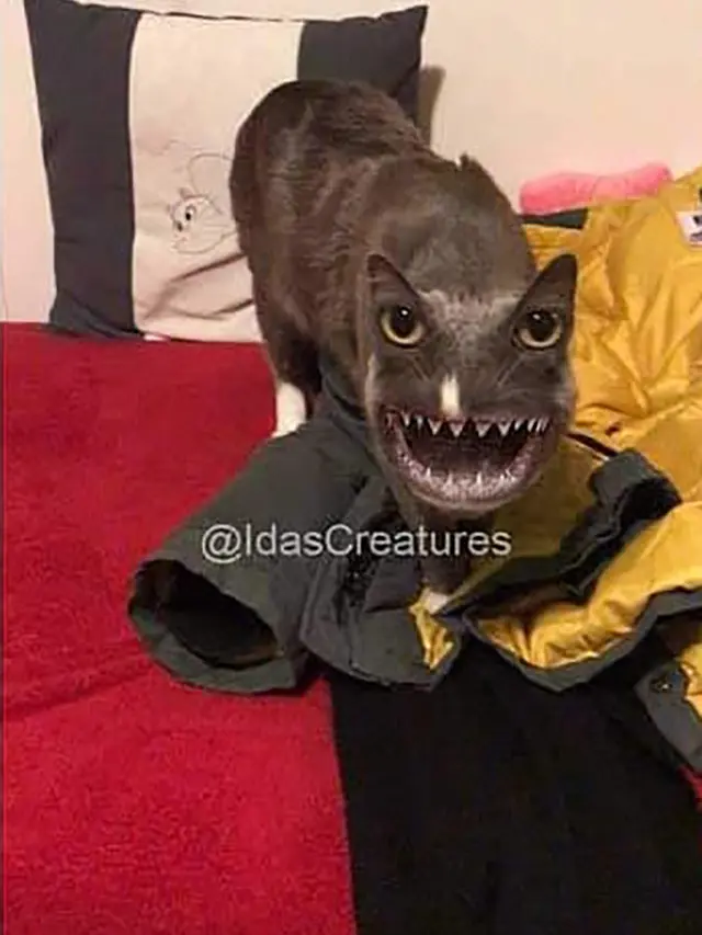 6 Editan Foto Kucing Ini Bikin Tepuk Jidat, Idenya Kelewat Unik