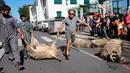 Shepherd Romain Jaurigueberry (kiri) membawa domba yang mati oleh serangan beruang ke sub-prefektur Bayonne, Prancis, Senin (2/9/2019). Petani memprotes meningkatnya serangan beruang terhadap kawanan domba di pegunungan Pyrenees. (AP Photo Bob Edme)