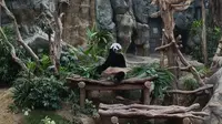 Laporan Liputan6.com dari Hong Kong, Mama Panda Juga Butuh Me Time