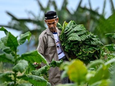 Seorang pria mengumpulkan daun tembakau di sebuah perkebunan di Kuta Cot Glie, Provinsi Aceh pada 2 Agustus 2025. (CHAIDEER MAHYUDDIN/AFP)