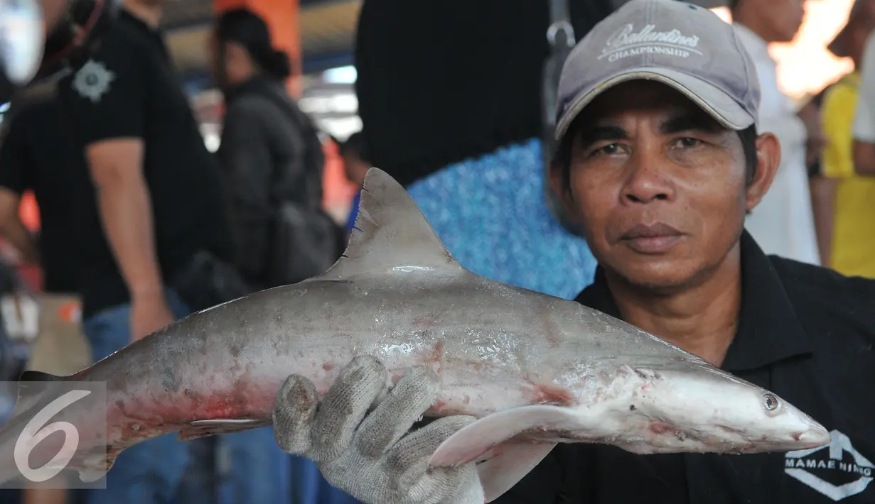 Nelayan memperlihatkan ikan hiu di tempat pelelangan ikan, Karangsong, Indramayu, Jawa Barat, Kamis (16/6/2015). Meski sudah ada larangan perburuan dan perdagangan, nelayan setempat masih memperdagangkan sirip hiu. (Liputan6.com/Herman Zakharia)