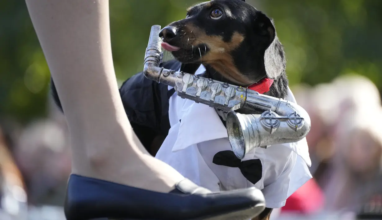 Seorang perempuan berjalan di podium dengan dachshundnya berpakaian seperti musisi saat festival parade dachshund di St. Petersburg, Rusia, Sabtu, 16 September 2023. (AP Photo/Dmitri Lovetsky)