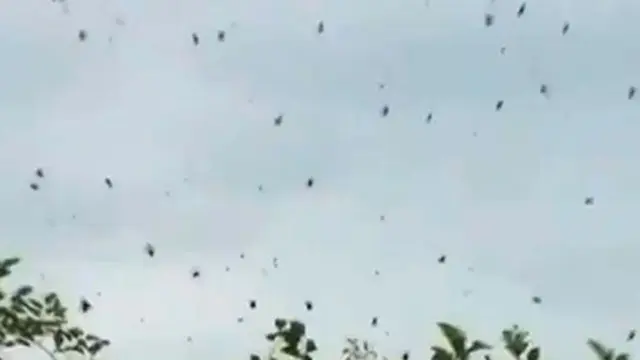 Fenomena Aneh, Hujan Laba-laba di Brazil!