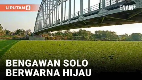 VIDEO: Sungai Bengawan Solo Berubah Jadi Hijau, Warga Bereaksi