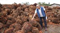 Menteri Perdagangan Zulkifli Hasan berdialog dengan petani sawit yang tergabung dalam Asosiasi Petani Kelapa Sawit Indonesia (Apkasindo) Provinsi Lampung di Desa Merak Batin, Kecamatan Natar, Kabupaten Lampung Selatan, Sabtu (9/7/2022).